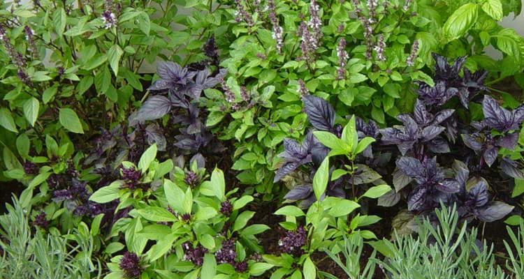 Mixed Herb Mosquito Repellent Plants