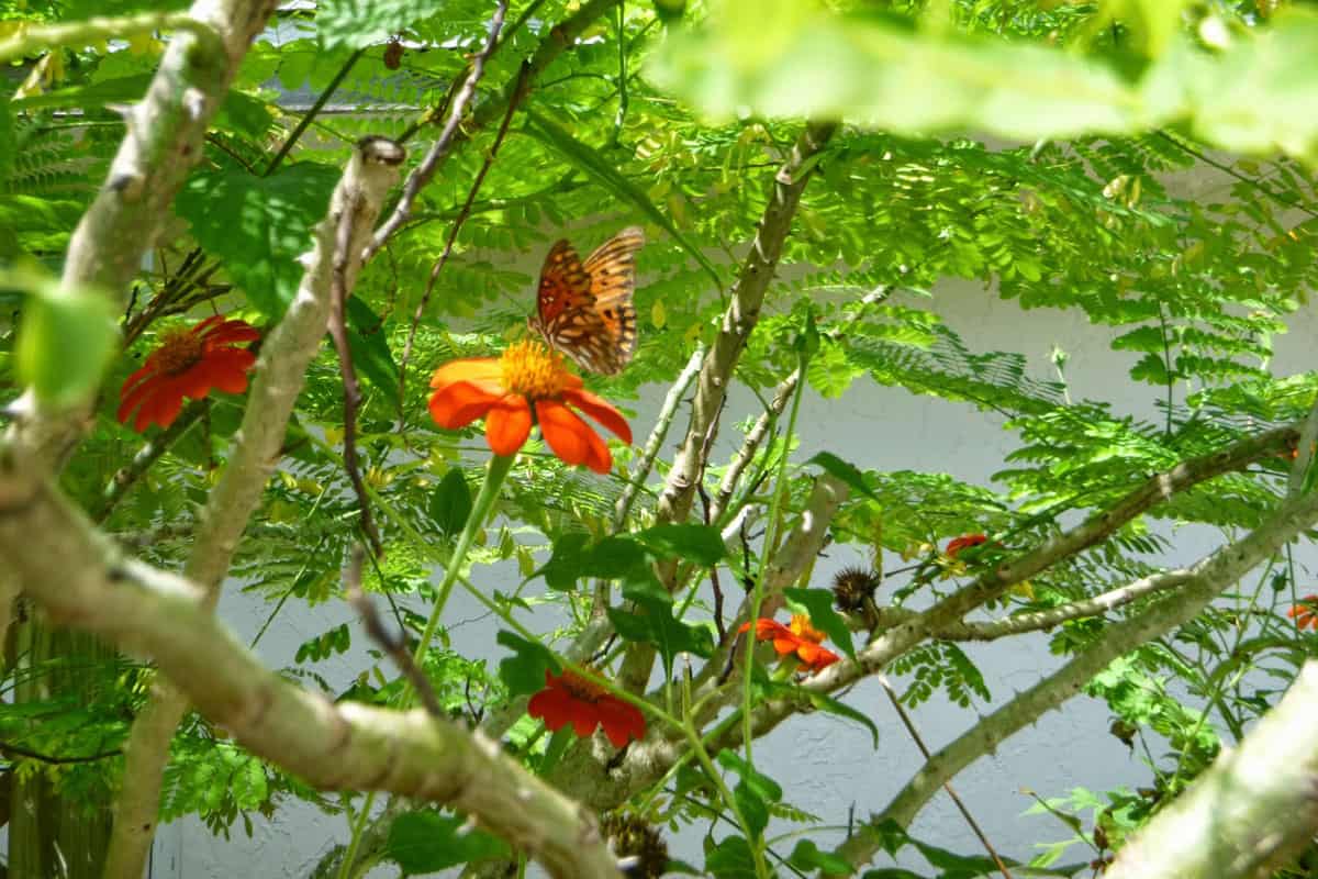 Monarch Butterfly World