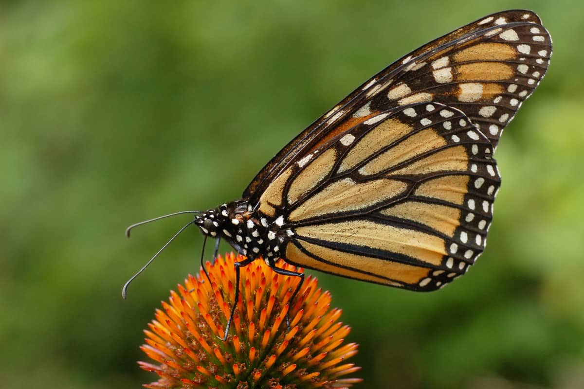 Butterfly World Monarch Butterfly