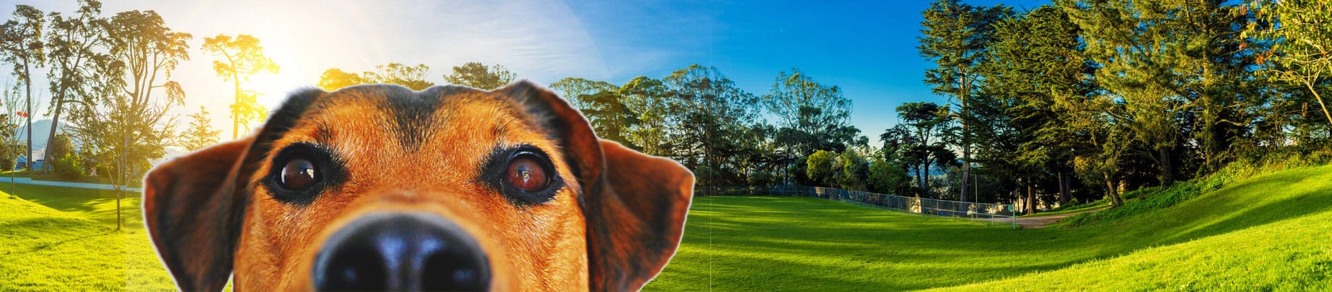 Dog-friendly living in Fort Lauderdale